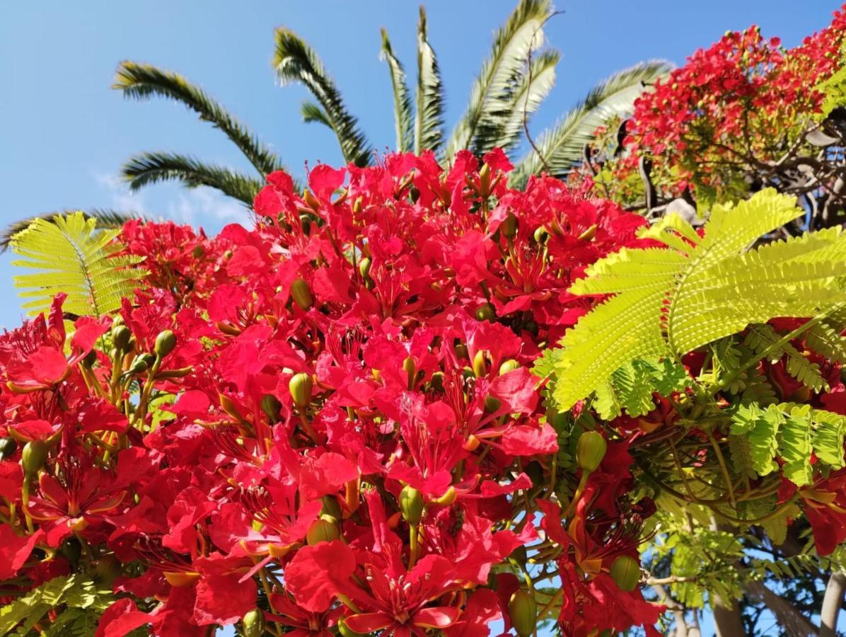 San Marino Los Cristianos Center Apartment Arona  Εξωτερικό φωτογραφία
